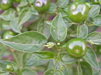 Piment - Capsicum baccatum L. - variete Dulce nombres (fort) (3) (Photo F. Mrugala)